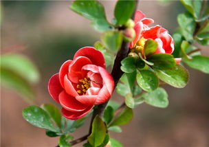 竹节海棠对人体有害吗 竹节海棠花致癌吗