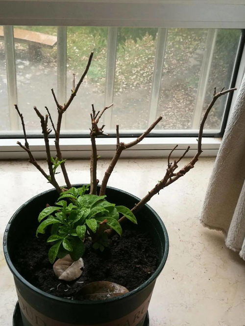 米兰开完花用修剪吗 米兰花用深盆还是浅盆