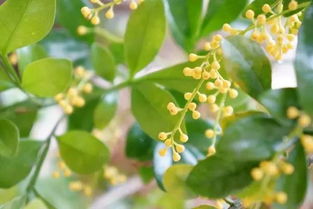 米兰花的风水作用禁忌 米兰应该放哪里风水好