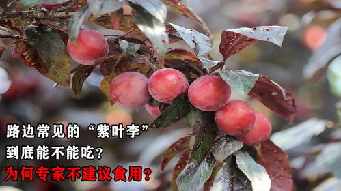 紫叶李为什么没人吃 马路边的紫叶李可以吃吗
