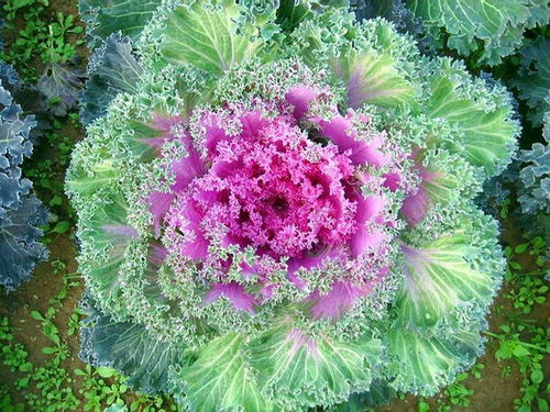 紫色叶子的菜叫什么名字 紫色叶子菜图片及名称