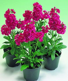 紫罗兰花长啥样 紫罗兰花的照片