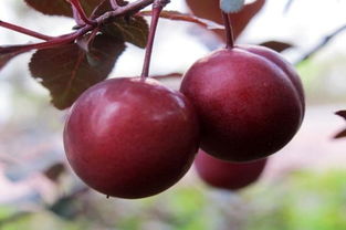 紫叶李的果子能吃吗 紫叶李吃多了会中毒吗