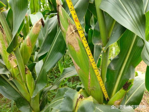 糯玉米一年可种几茬 60天早熟高产玉米种