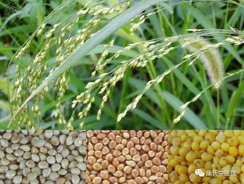 粟米与黍米的区别 粟和黍的区别图片