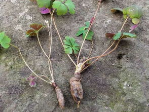 紫背天葵的别名叫什么 紫背天葵致癌为什么还卖