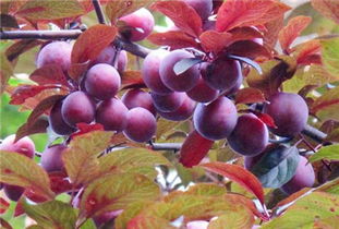 紫叶李能治什么病 吃紫叶李的危害