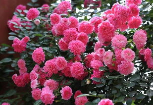 紫色在风水中代表什么 紫色适合什么生肖