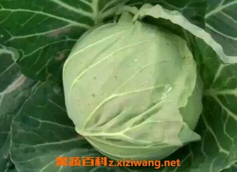 紫包菜的功效与作用 吃紫色包菜的好处和坏处