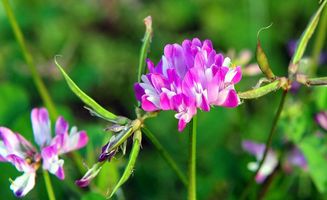 紫云英能当菜吃吗 紫云英有毒无毒的区别