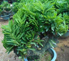 紫竹梅长得太高倒了 紫竹梅可以养成老桩吗