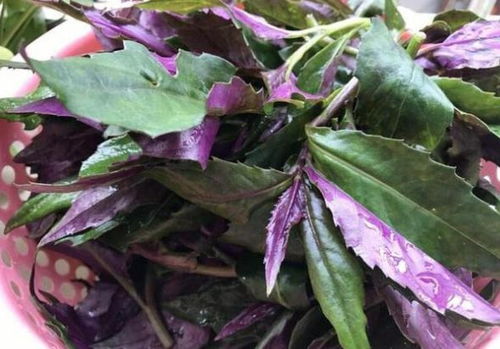 紫茉莉根正常人能吃吗 紫茉莉怎么吃怎么食用