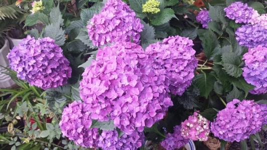 紫色花的品种大全 紫色花卉图片大全及花名