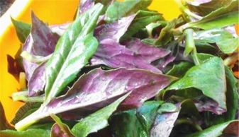 紫色蔬菜有哪几种 紫色叶菜类蔬菜大全