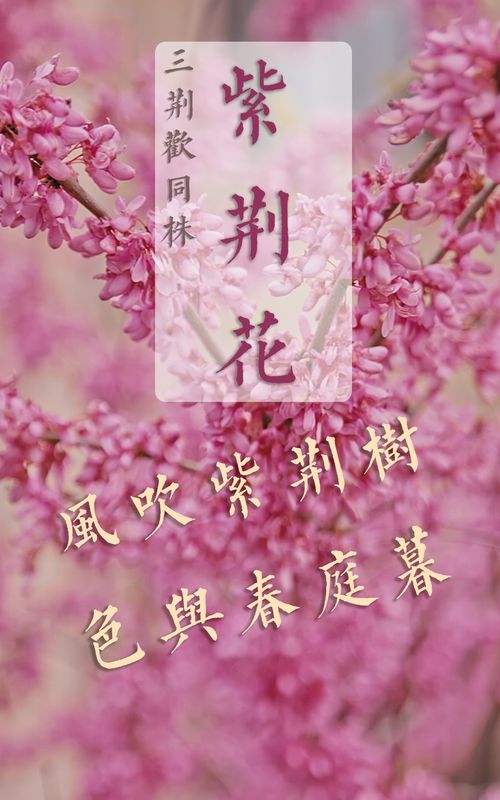 紫荆花的花语 为什么说紫荆花不吉利