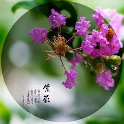 紫薇花的寓意和象征风水 古人把紫薇象征什么