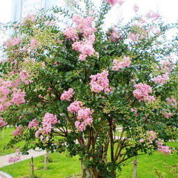 紫薇为什么不开花的原因 紫薇不修剪会开花吗