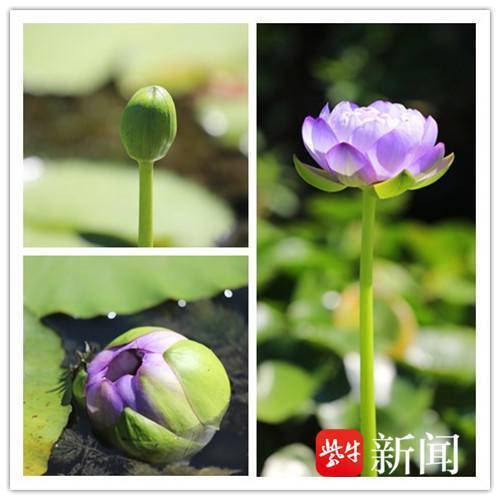 紫色睡莲的风水禁忌 紫色睡莲的象征意义