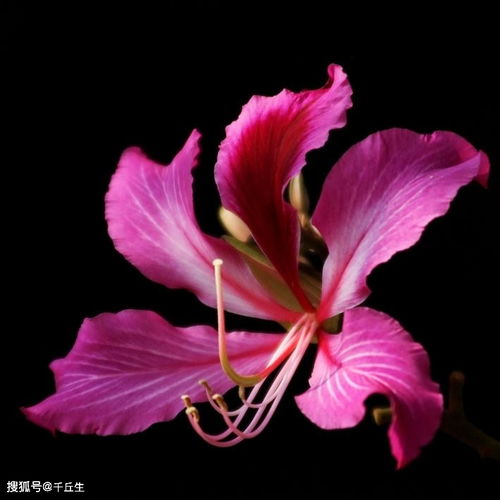 紫荆花的寓意与象征 紫荆花雅称