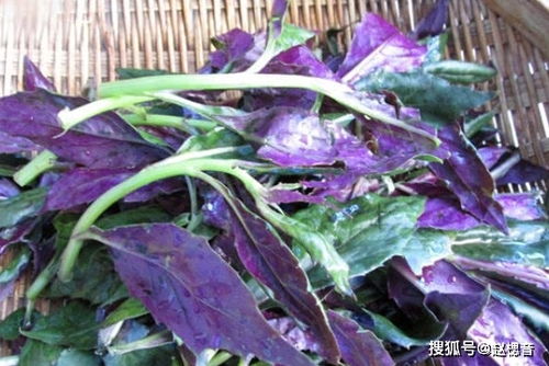 红景天上火还是降火 红景天补阴虚还是阳虚