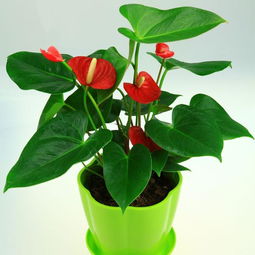 红掌喜阴还是喜阳 红掌花喜阴还是喜阳