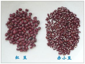 红小豆能代替红豆吗 红豆是不也叫红小豆