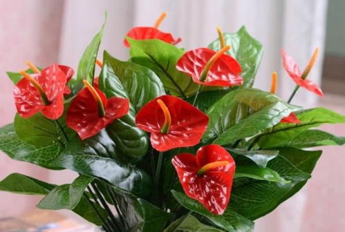 红掌放哪里最旺财 红掌最好的属相是什么