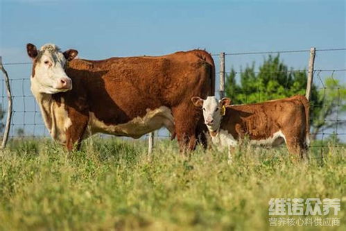 繁殖母牛饲料配比的方法 母牛饲料配方和喂养方法
