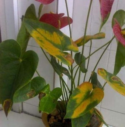 红掌叶子发黄焦边干枯是怎么回事 叶片发黄是缺什么肥料