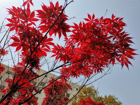 红枫焦叶了怎么处理 红枫卷叶干枯怎么办