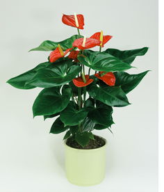 红掌的养殖方法和浇水 如何判断红掌该浇水了