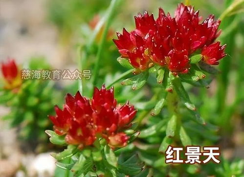 红景天禁忌和副作用 食用红景天的三大禁忌