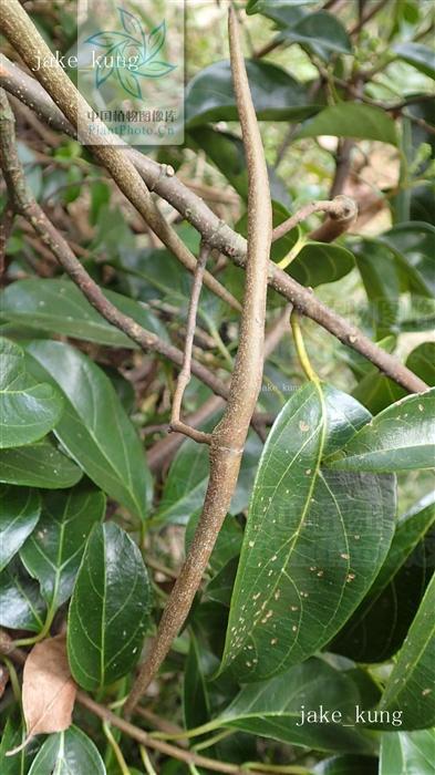 红杜仲的功效和作用 红杜仲图片