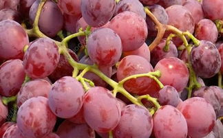 红提是凉性还是热性 吃提子上火还是降火