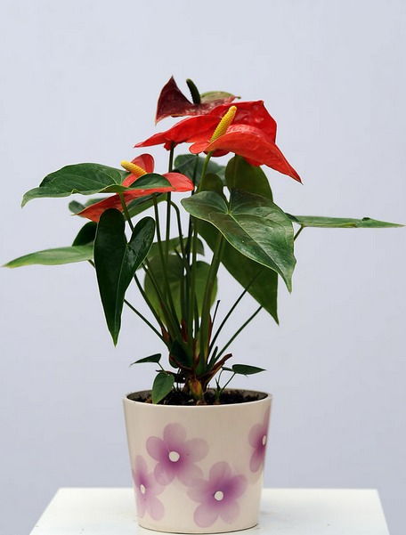 红掌放在客厅有毒吗 养红掌对人体有害吗