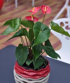 红掌旺什么生肖 红掌为什么不能随便养