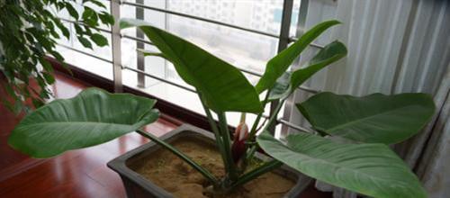 红苞喜林芋怎么扦插 红苞喜林芋的扦插方法