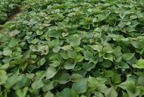 红薯为什么不建议翻秧 红薯秧太旺能割秧吗