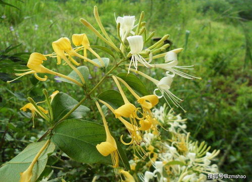 红白忍冬是金银花吗 忍冬为什么不直接说是金银花