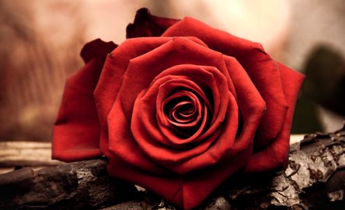 红玫瑰花语大全 寓意 红玫瑰送人的禁忌