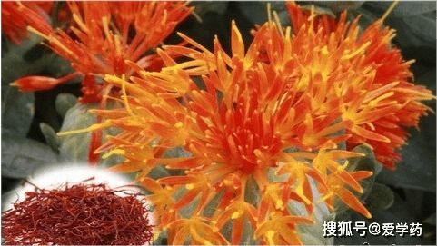 红花的十大禁忌 红花的副作用和毒性