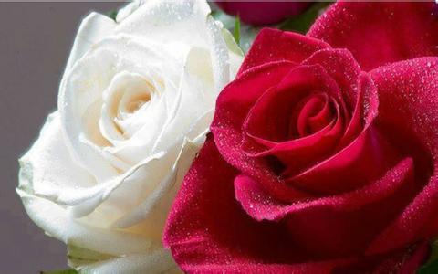 红玫瑰和白玫瑰的区别意义 白玫瑰红玫瑰哪个才是爱