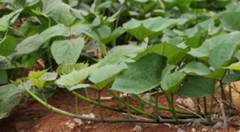 红薯叶子的10种吃法 吃红薯叶有1大禁忌