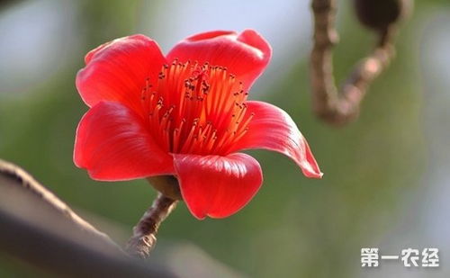 红花的功能与主治 红花对妇科的功效与作用