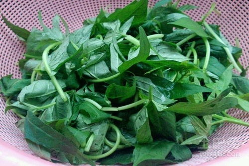 红薯叶菜谱10种做法 红薯叶的最佳吃法
