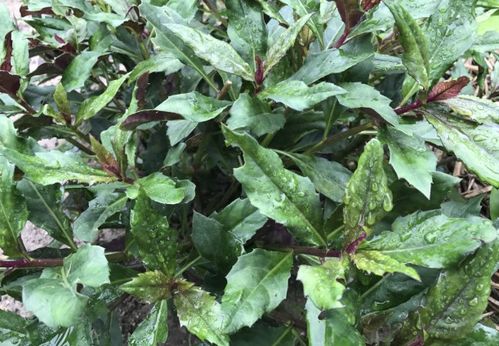 红凤菜哪些人不能吃 红凤菜要焯水吗