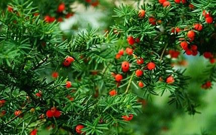 红豆杉的八大功效与作用 红豆杉抗肿瘤的用法