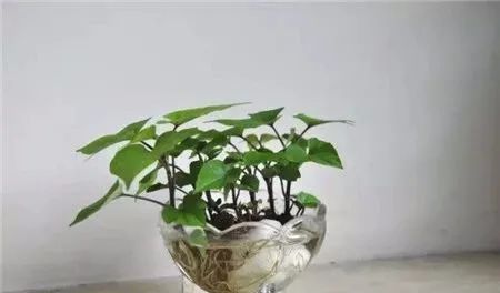 红薯藤主干能剪掉吗 红薯剪藤正确方法图解