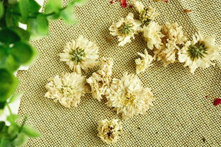 给活人送菊花会怎么样 送菊花禁忌的含义