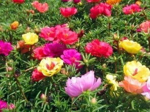 纯沙子适合种什么花 沙土最好养的四种花